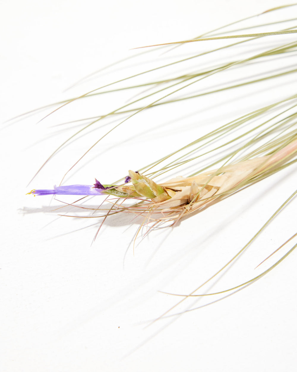 Juncea Air Plant