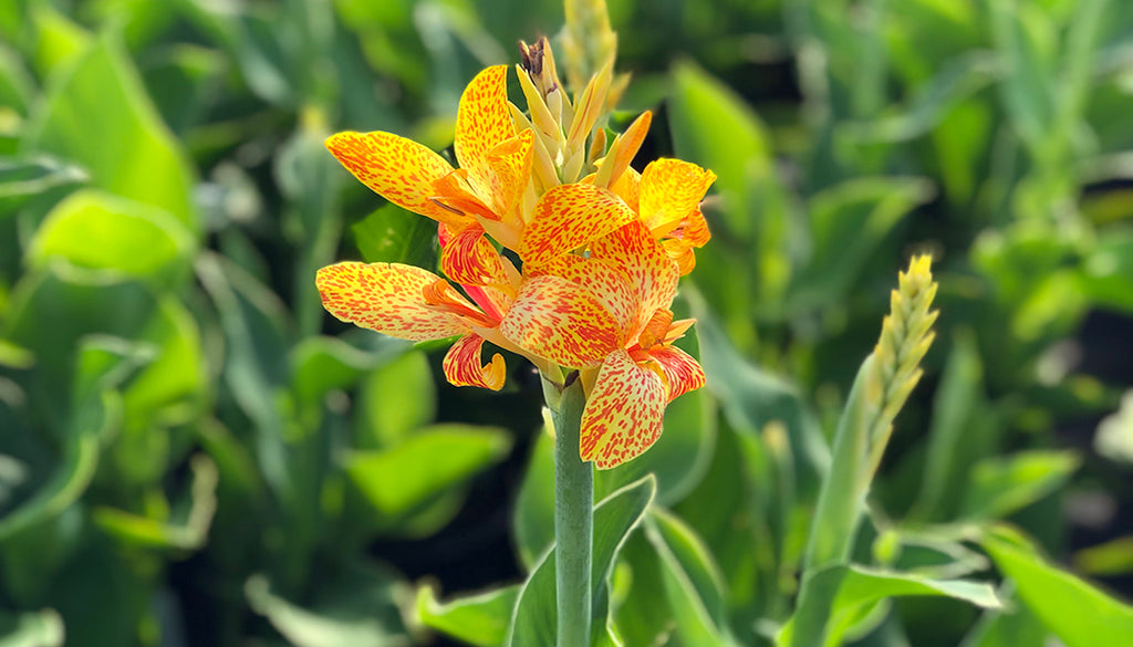 Golden Speckled Tenerife, Premium Canna Lily Bulbs