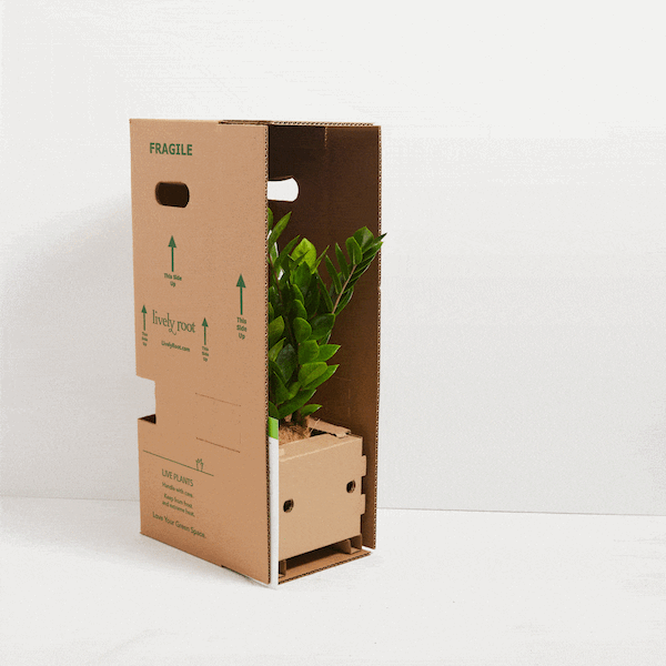 The Best Easy Plant Subscription | Pre-Paid Quarterly Plant Delivery | Lively Root