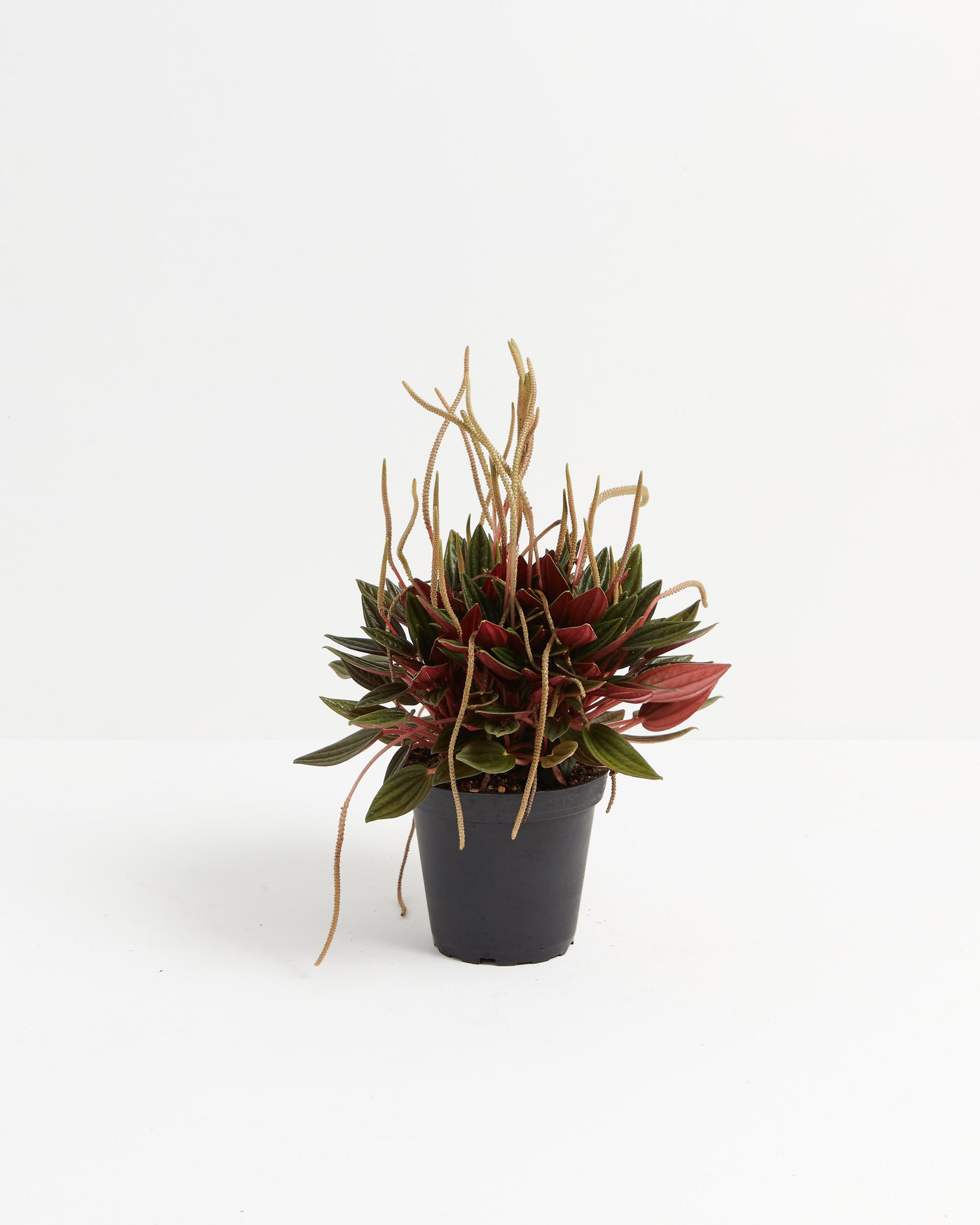 Peperomia Rosso | Radiant Red Undertones