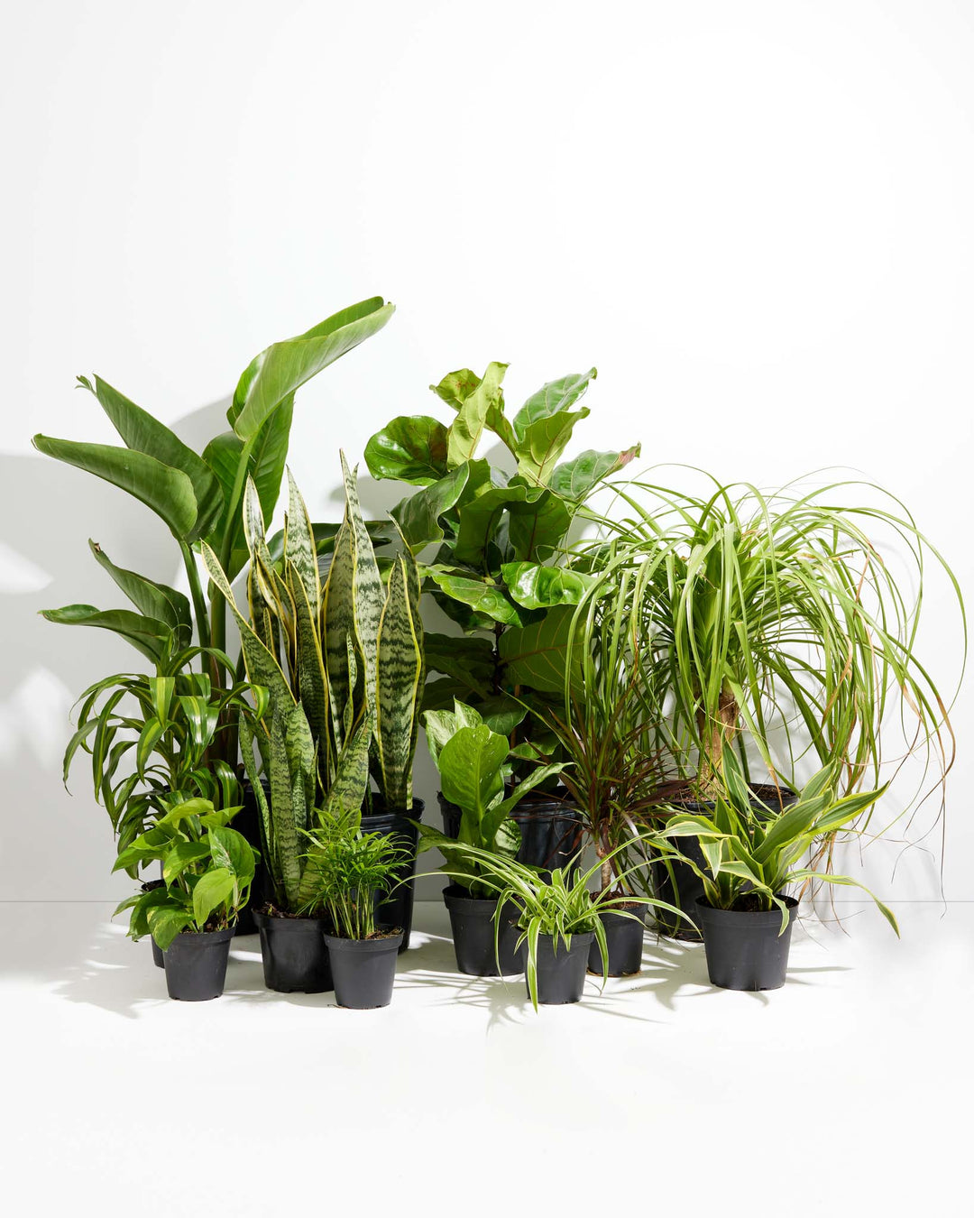 jungle house plants Your Indoor Jungle Delivered