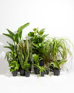 Your Indoor Jungle Delivered Featured Image