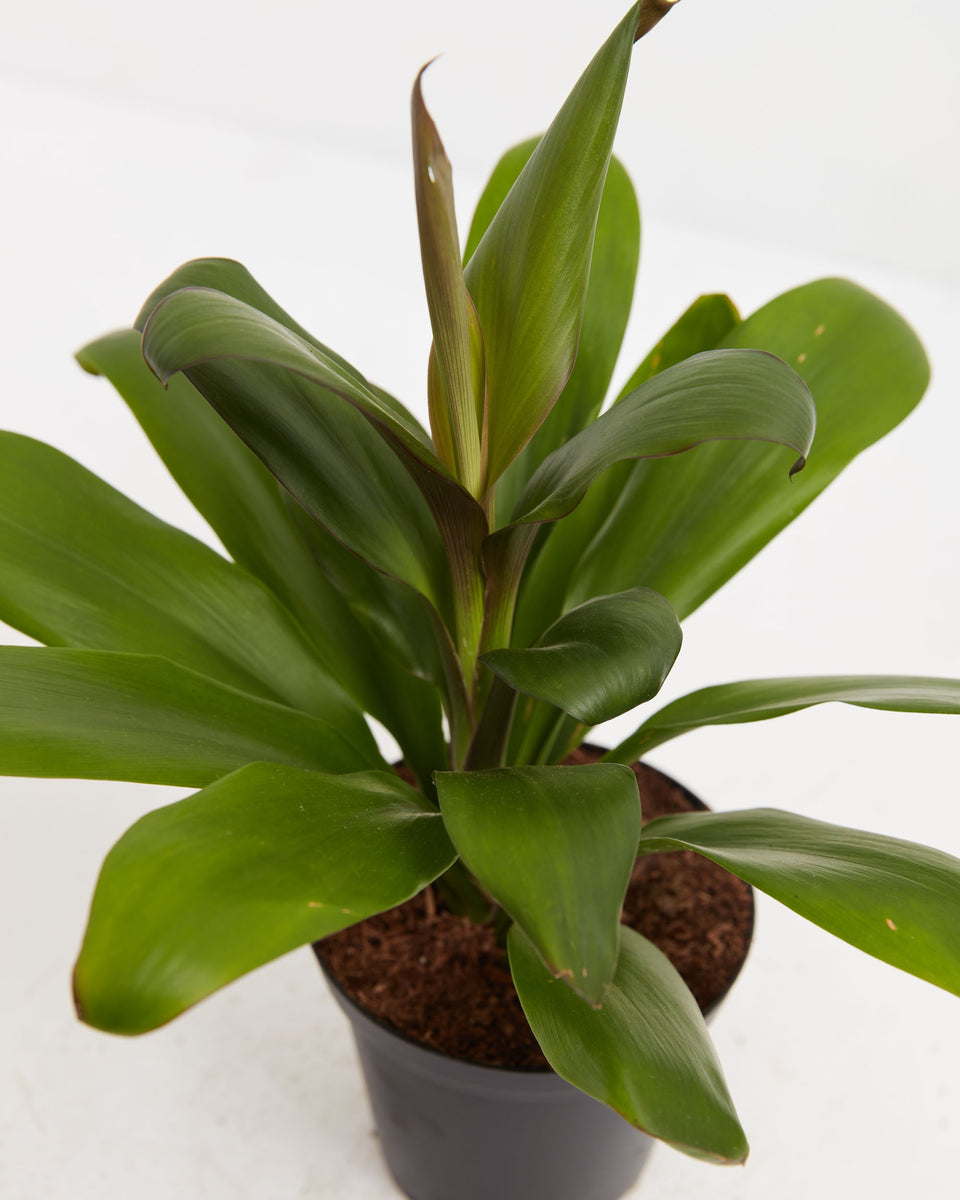 Cordyline fruticosa glauca (Good Luck Plant) Featured Image