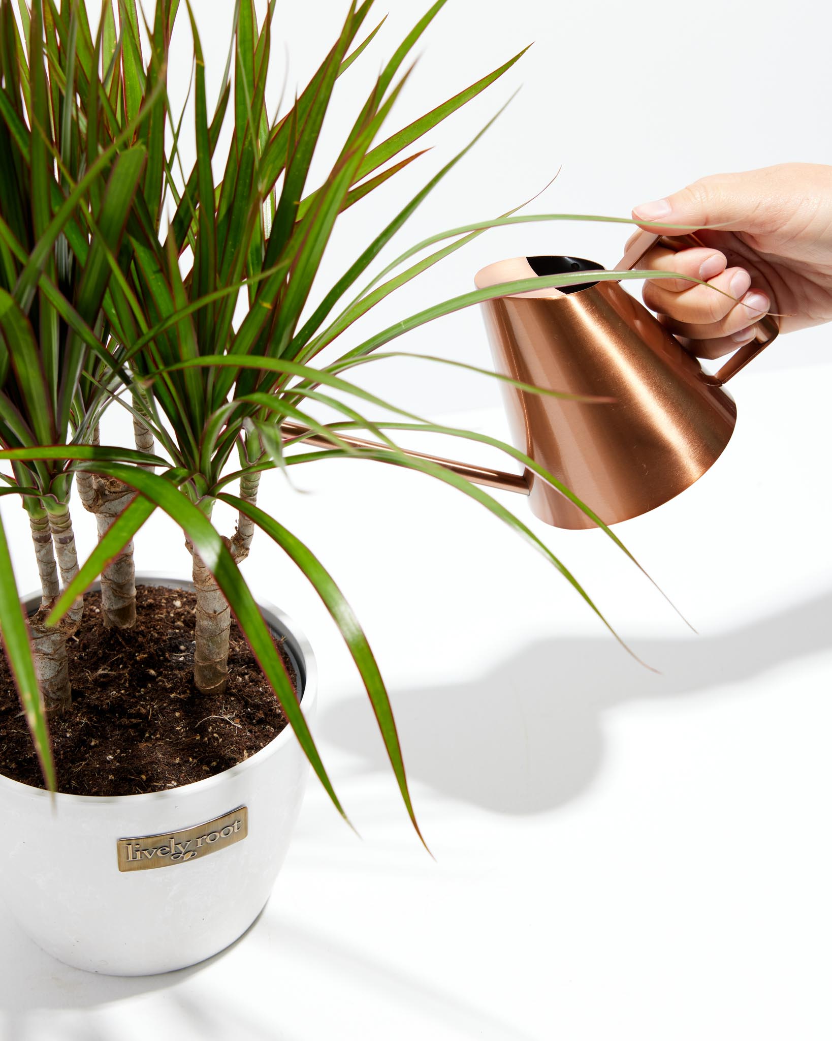 indoor house plant watering can Watering Can