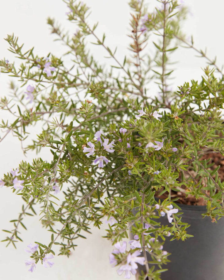 Westringia Wynyabbie Gem Coastal Rosemary, Lively Root, Plant, , , , 