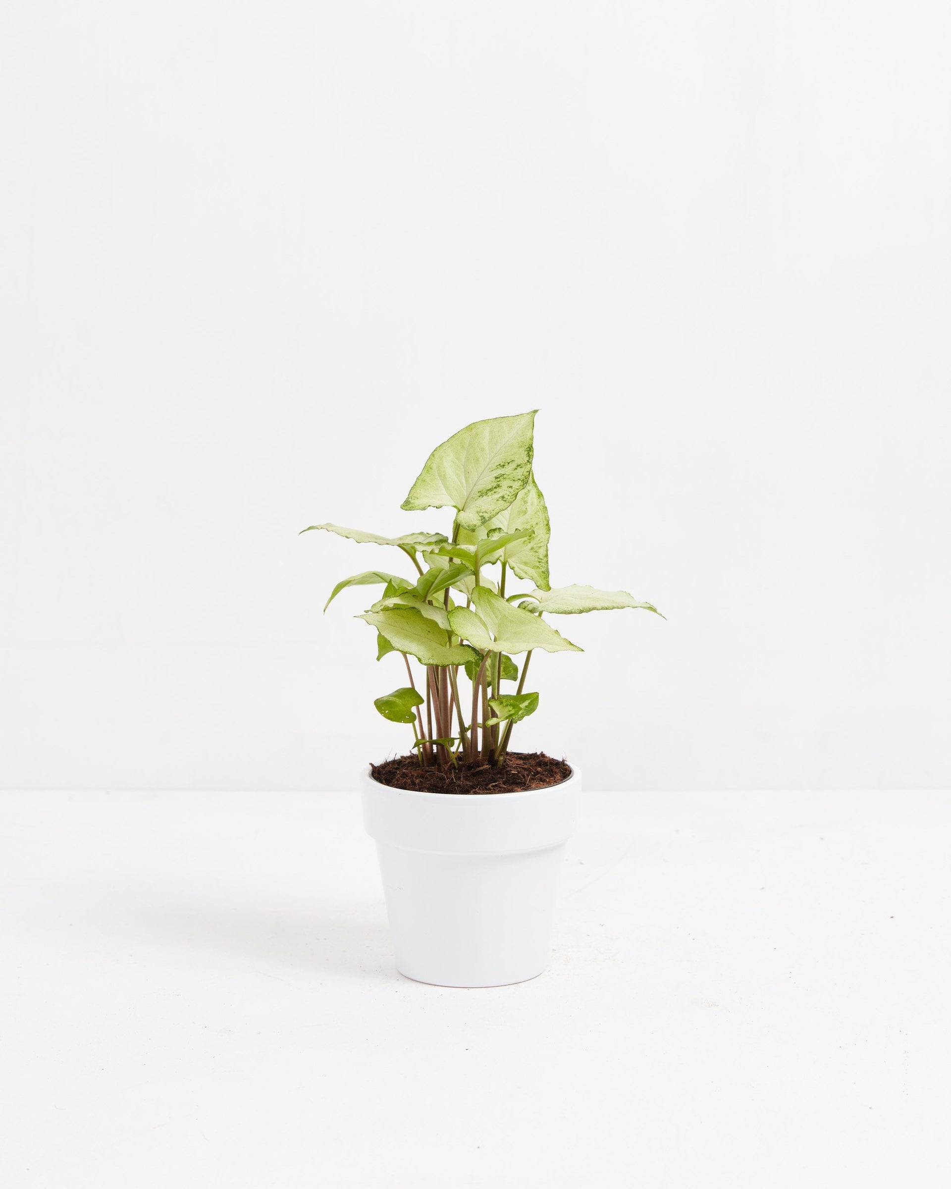 syngonium white butterfly variegata Buy White Butterfly Syngonium: A Touch of Elegance Indoors Small / Eco Pot / Chai
