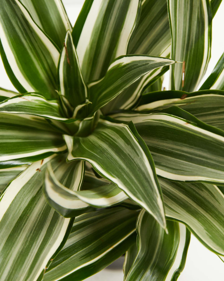 dracaena green stripe Striped Dracaena For Sale, Including Care Guide Small / Eco Pot / Coconut