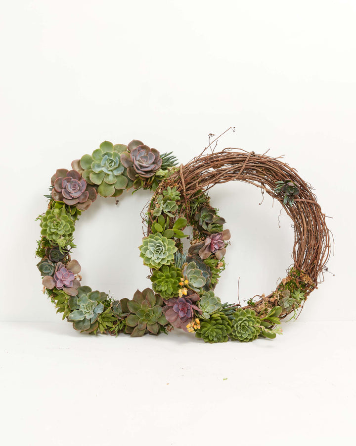 succulent wreath for sale Succulent Wreath for Sale