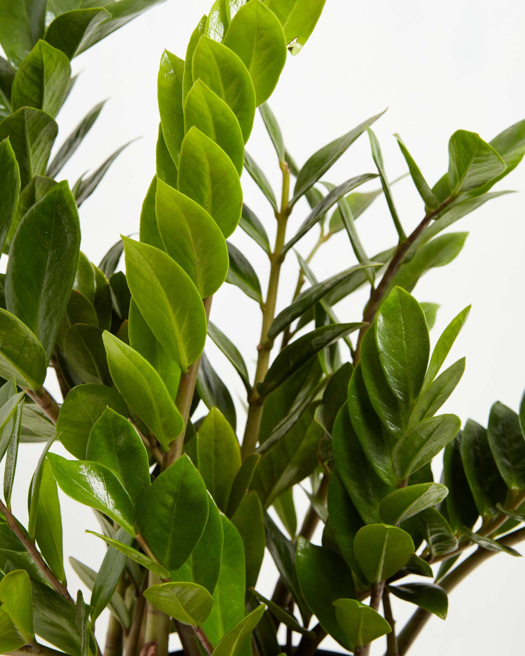 ZZ Plant (Zamioculcas zamiifolia) close-up detail of multiple upright stems densely lined with pairs of glossy oval bright and dark green leaves on reddish-brown stems on a white background
