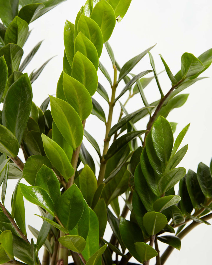 ZZ Plant (Zamioculcas zamiifolia) close-up detail of multiple upright stems densely lined with pairs of glossy oval bright and dark green leaves on reddish-brown stems on a white background