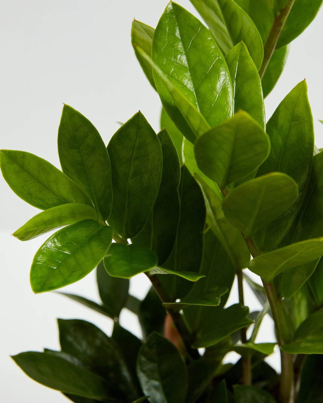 zz plant leaves ZZ Plant | Small, Medium & Large Options