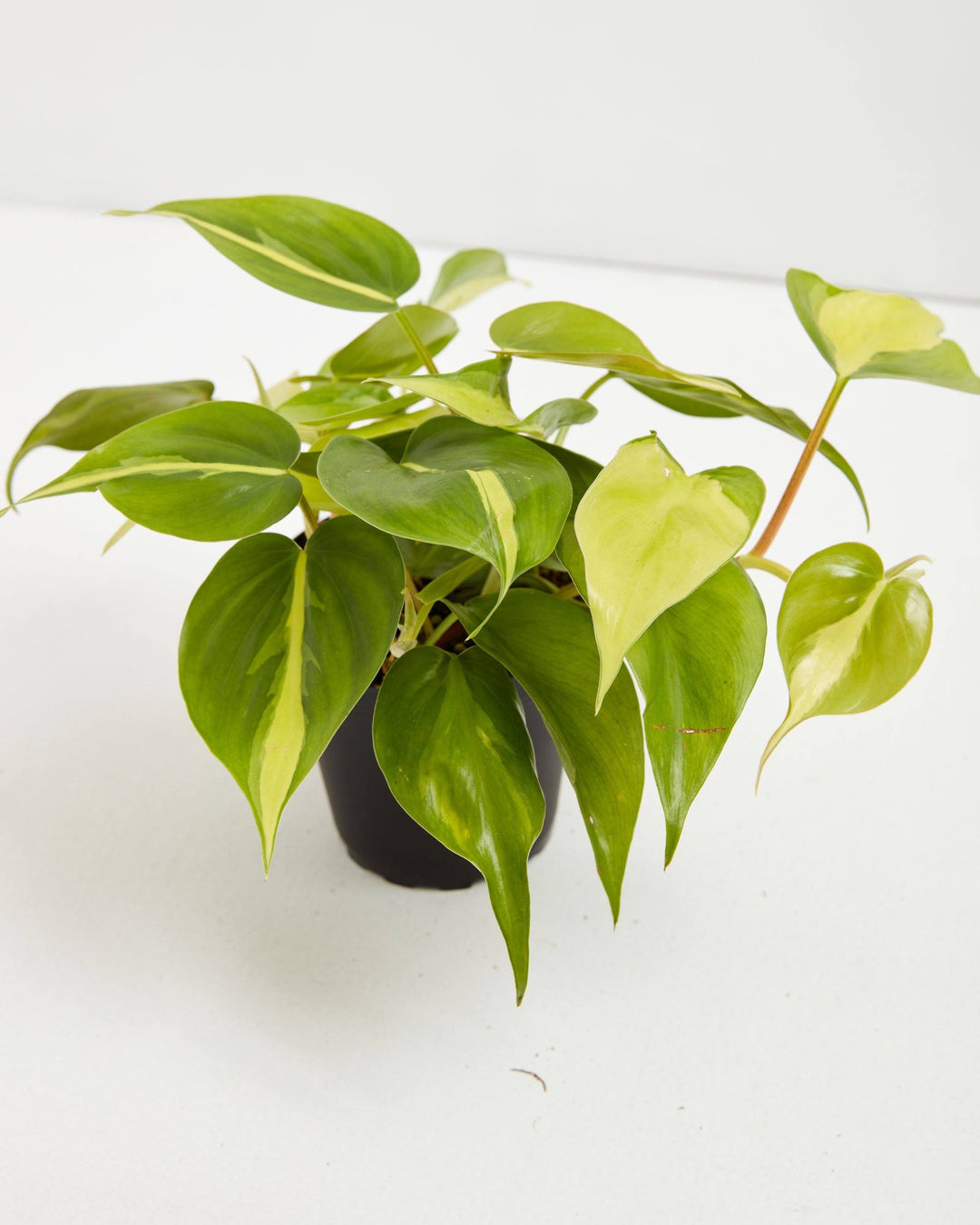 philodendron brasil lemon lime Philodendron Brasil | Philodendron Plants for Sale