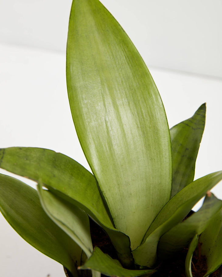 Sansevieria Moonshine, Lively Root, Plant, , , , 