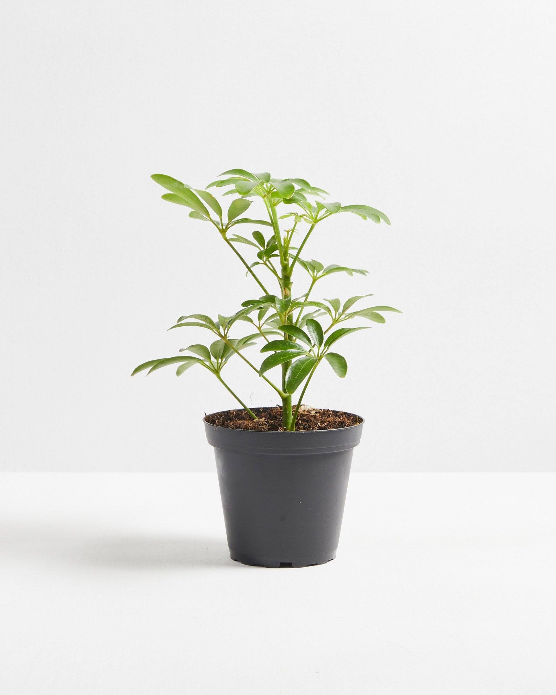 schefflera arboricola mini green Dwarf Umbrella Tree (Schefflera Arboricola)