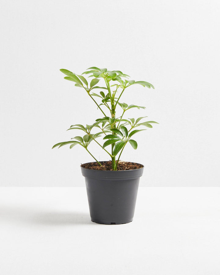schefflera arboricola size Dwarf Umbrella Tree (Schefflera Arboricola)