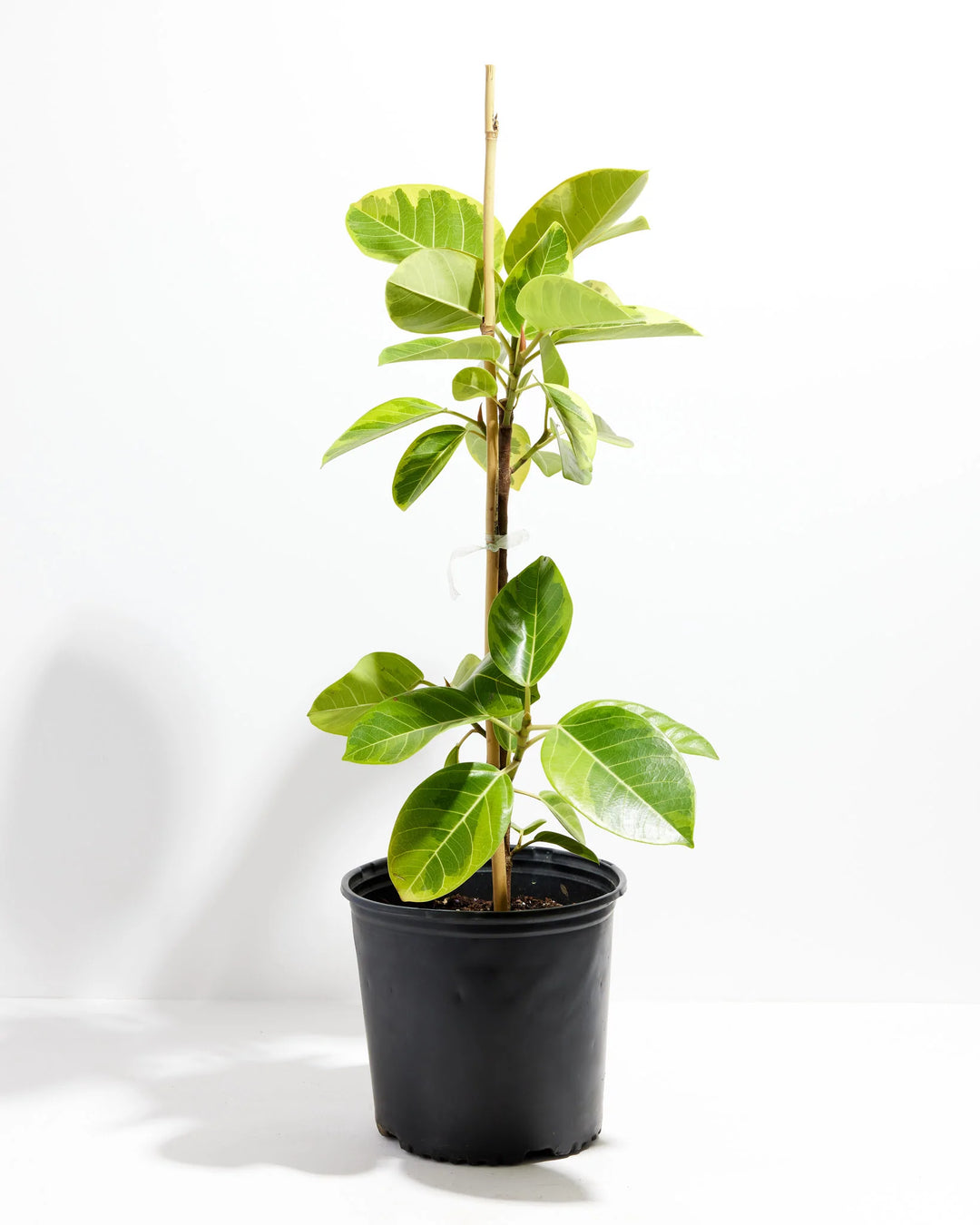 Ficus Yellow Gem Column