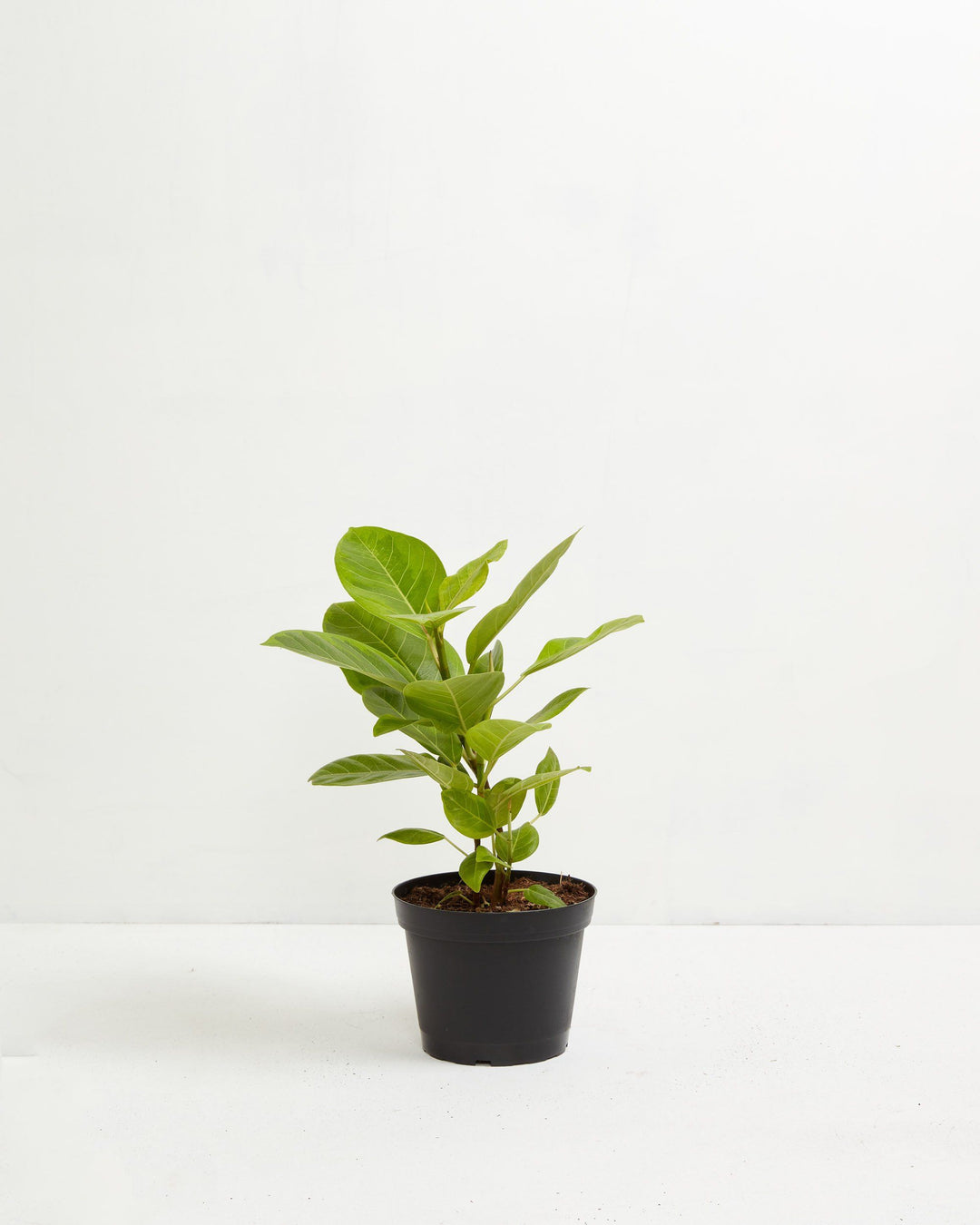 ficus yellow gem vs audrey Ficus Yellow Gem for Sale: Radiant Leaves for a Cheerful Home