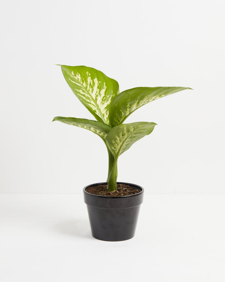 dieffenbachia size Dieffenbachia Tropic Snow For Sale, Care Guide, Growing Tips