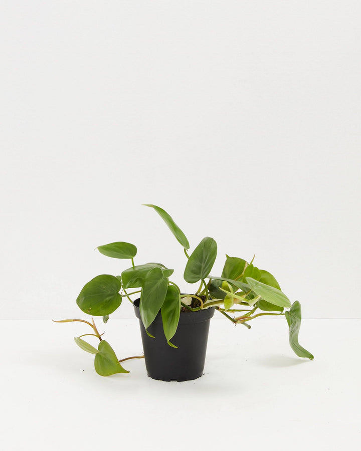 small leaf philodendron Philodendron Cordatum For Sale, Including Care Guide