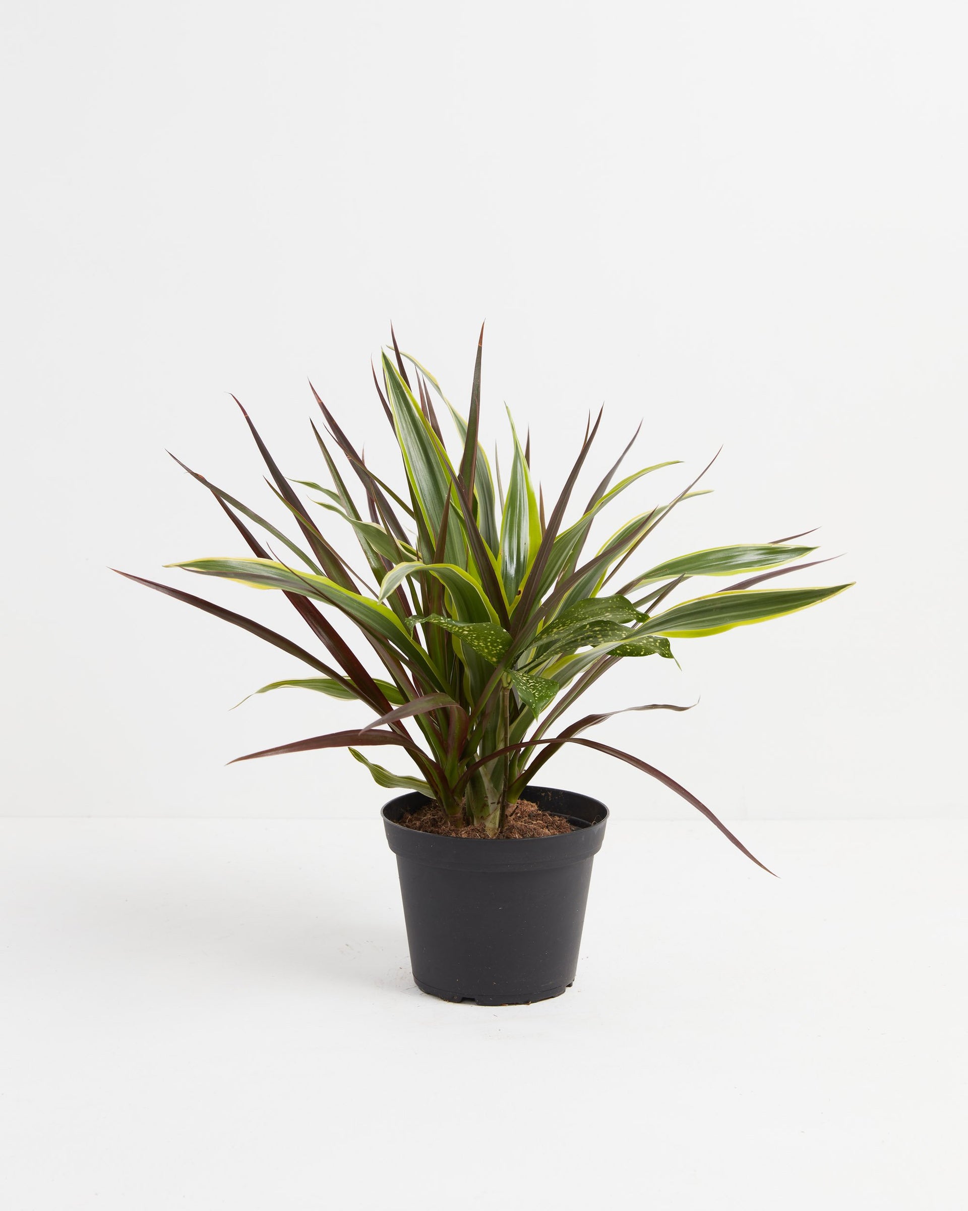 Dracaenas Collection | Dragon Plants Black Leaf