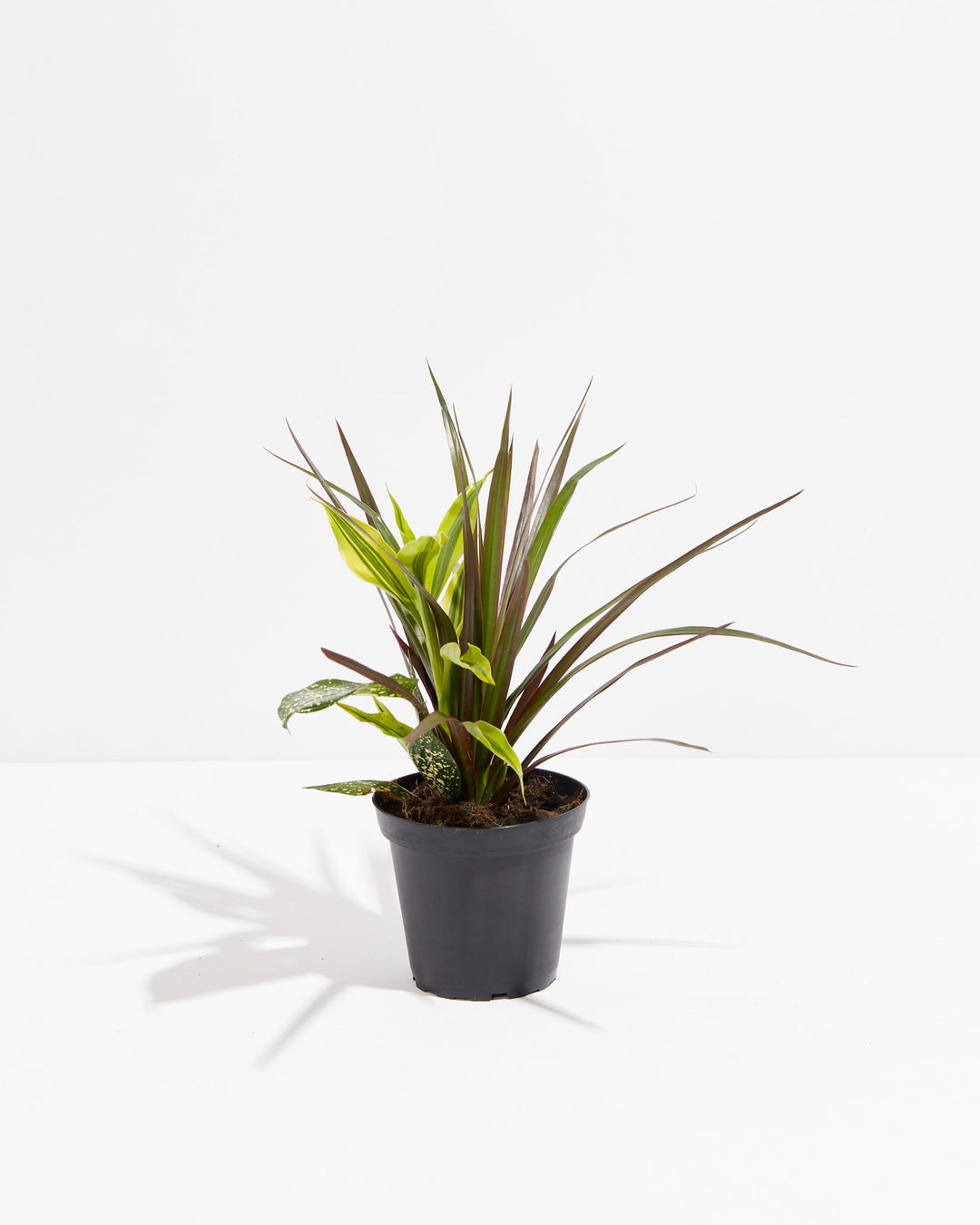 dracaena dark leaves Dracaenas Collection | Dragon Plants Black Leaf