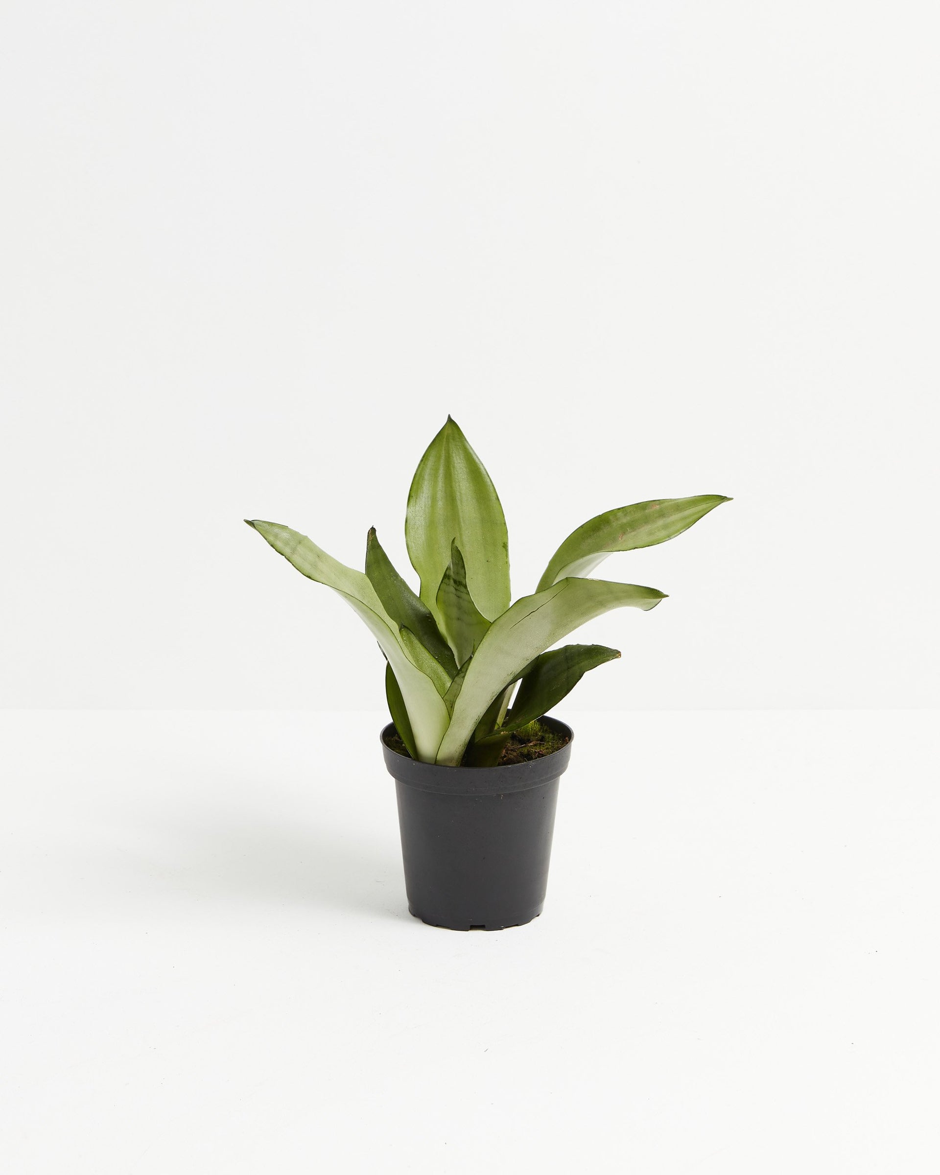moonlight snake plant Sansevieria Moonshine For Sale, Care Guide & Growing Tips