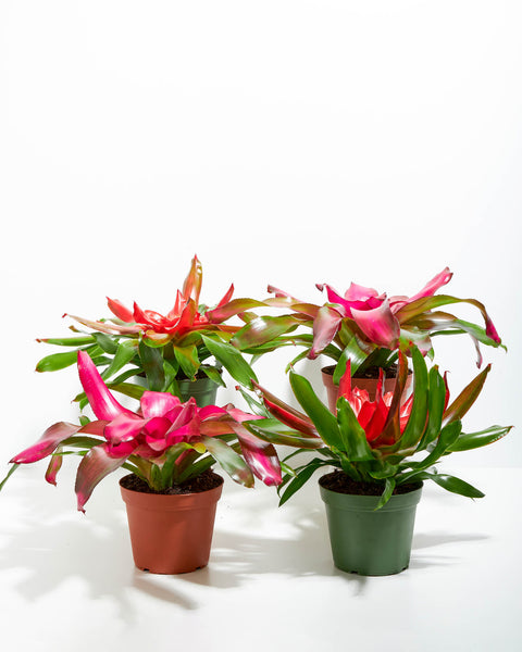mixed bromeliads house plant Neoregelia Bromeliad Four Pack | Blooms Bundle