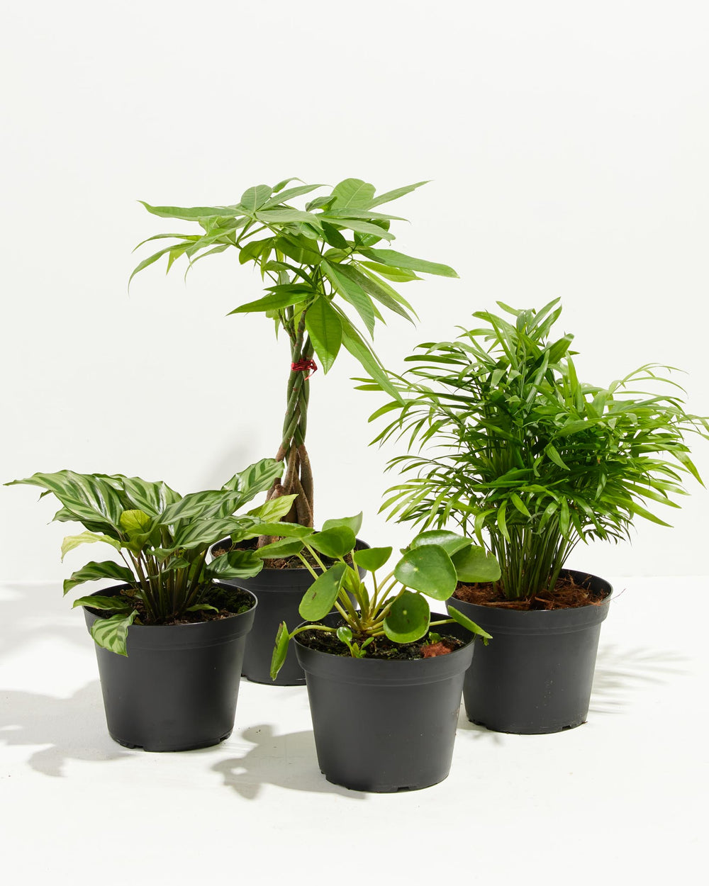 philodendron pet friendly Furry Friends Plant Collection | Non-Toxic