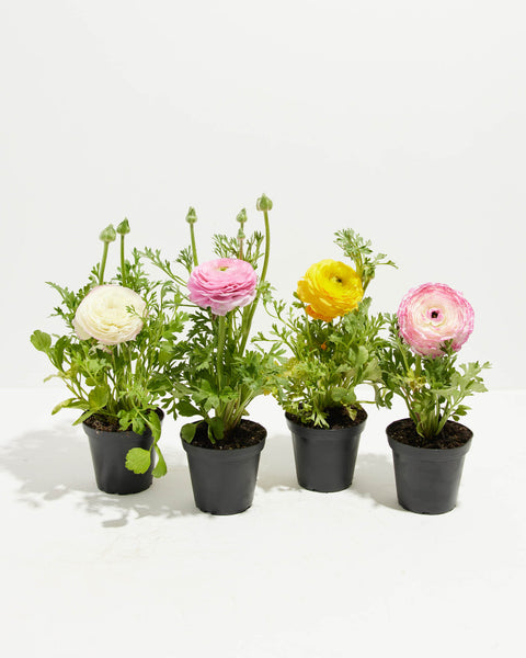 ranunculus indoor plant Ranunculus Red-Yellow Bicolor