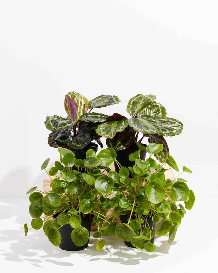 Quarterly Pet Friendly Plant Subscription, Lively Root, Subscription, , , , 