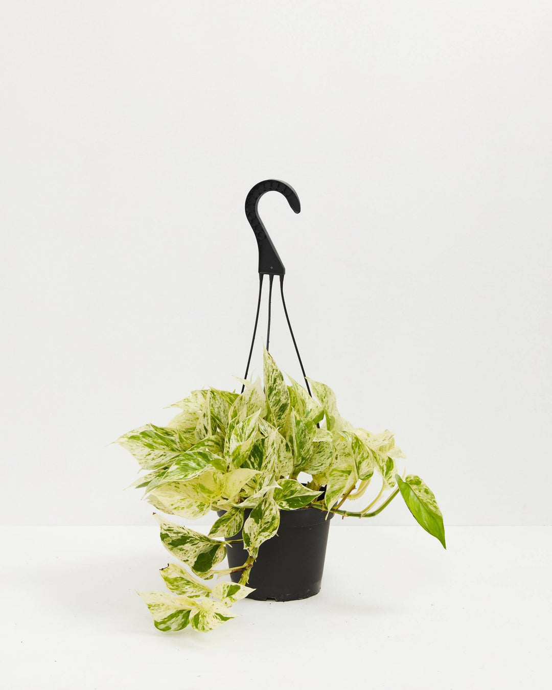 30 45cm marble queen pothos epipremnum in hanging 15cm pot Marble Queen Pothos For Sale, Care Guide & Growing Tips