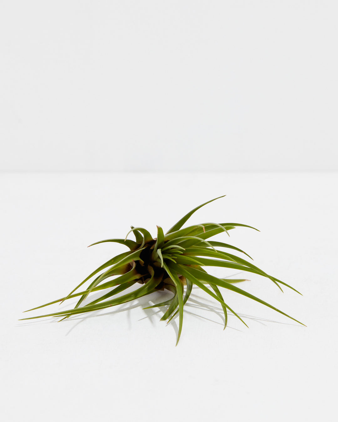 tricolor air plant Melanocrater Tricolor | Air plant