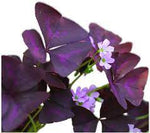 Oxalis Triangularis Purple Featured Image