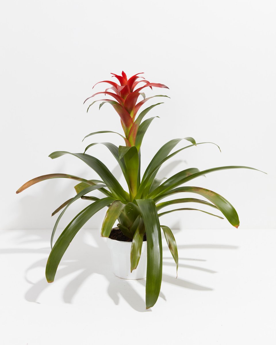 Quarterly Pet Friendly Plant Subscription, Lively Root, Subscription, , , , 