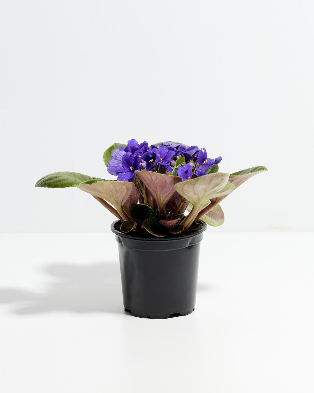 African Violet (Saintpaulia Ionantha)