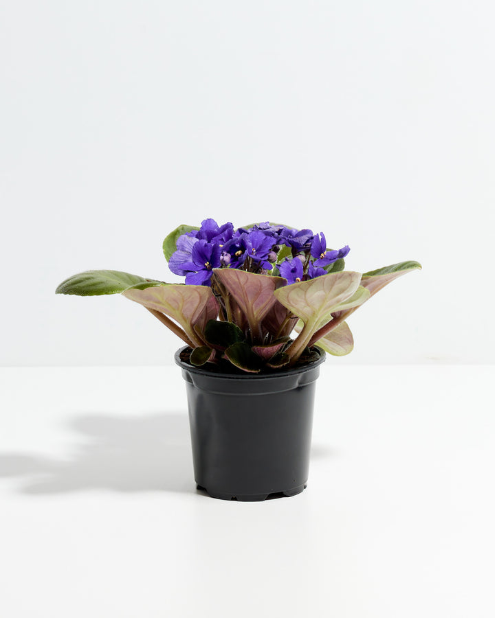 African Violet (Saintpaulia Ionantha)