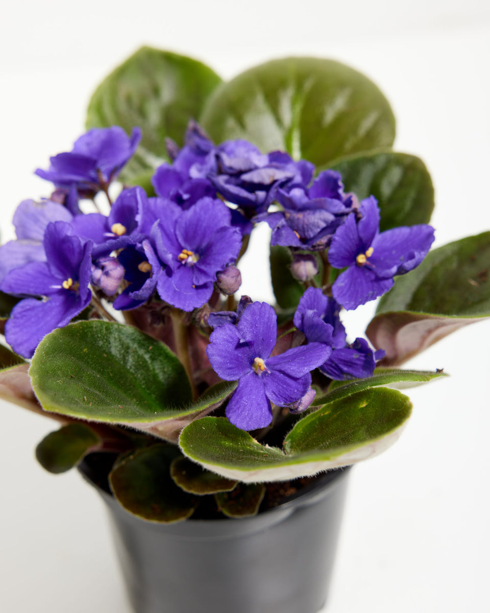 African Violet: 4 Pack Featured Image