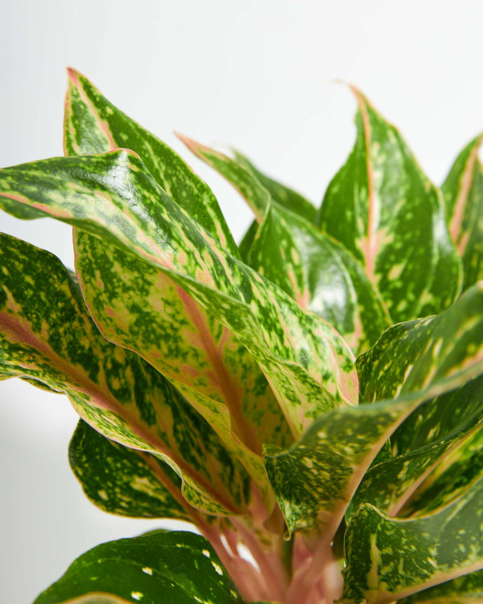 Chinese Evergreen (Aglaonema) Featured Image