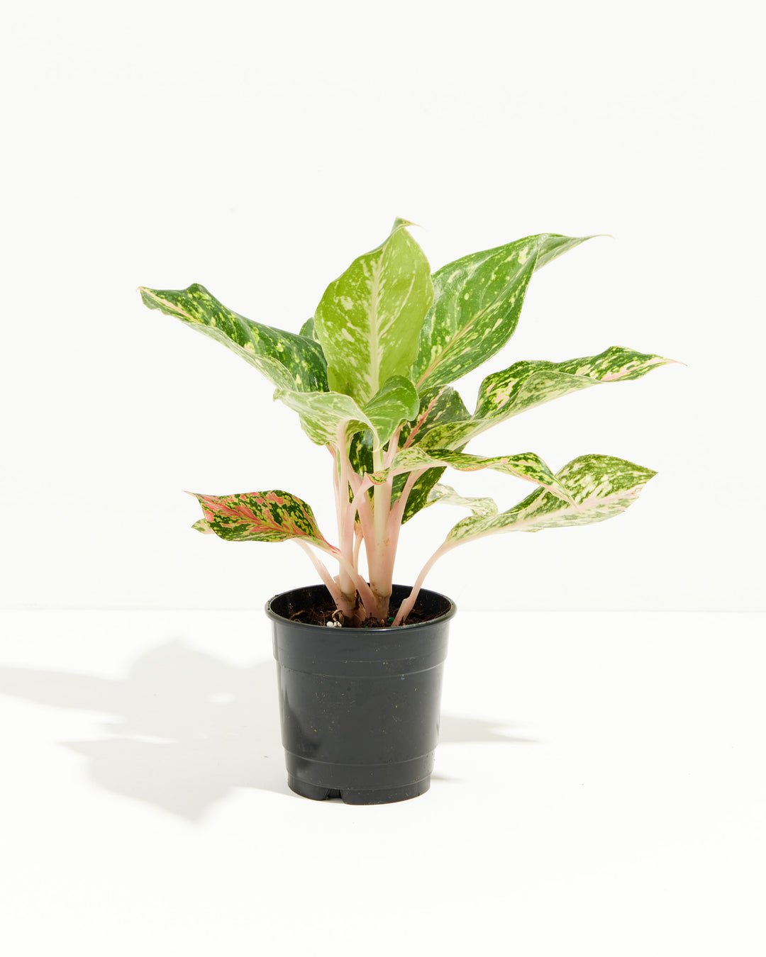 aglaonema plant size Chinese Evergreen | Indoor Plants