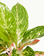 Chinese Evergreen (Aglaonema) Featured Image