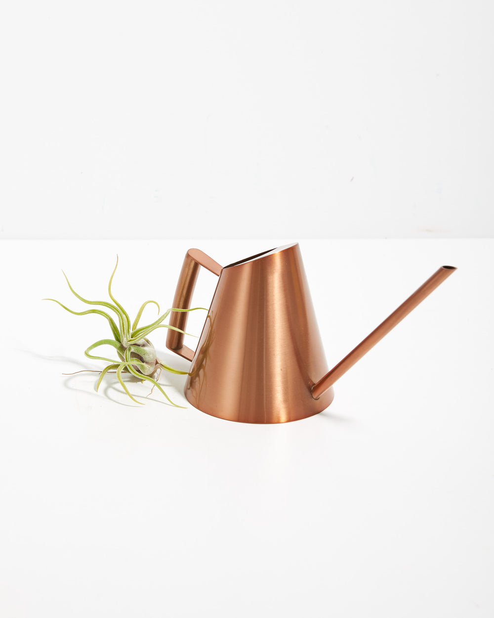 Caput-Medusae Air Plant