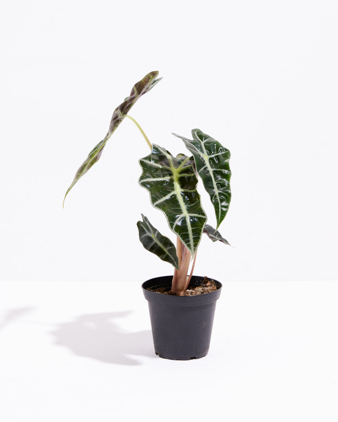philodendron bambino Alocasia Bambino For Sale, Care Guide & Growing Tips