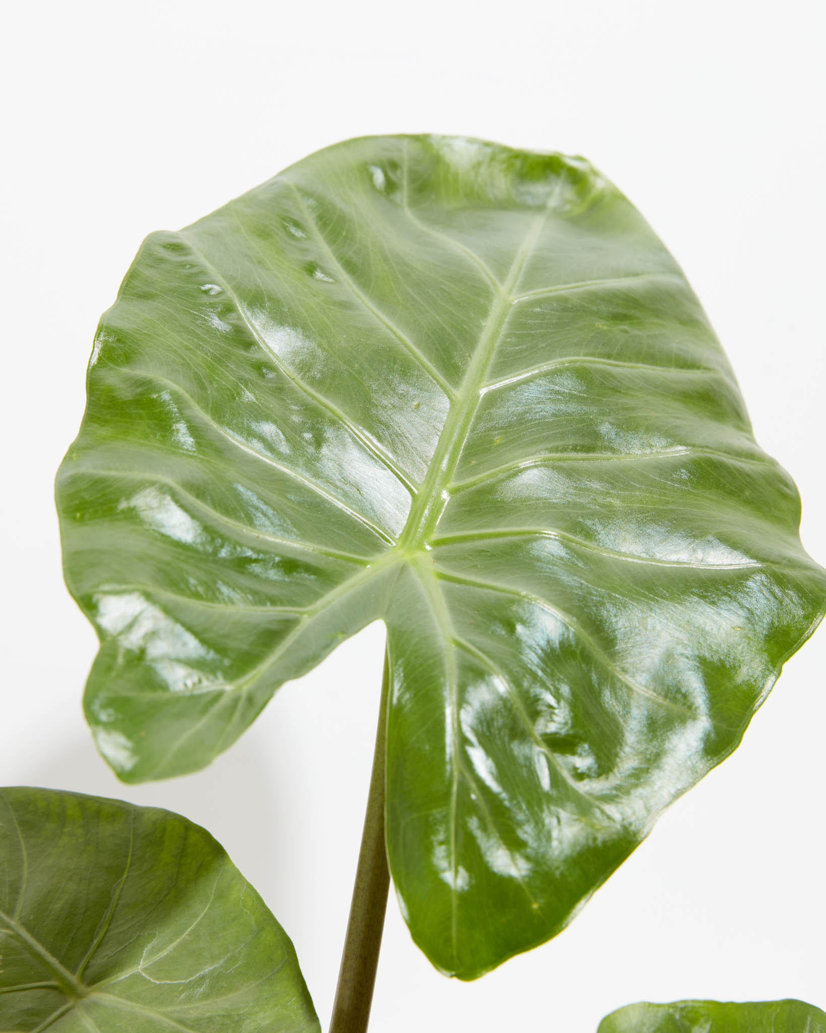 Lively Root Alocasia Kuching Mask - Thumbnail 3