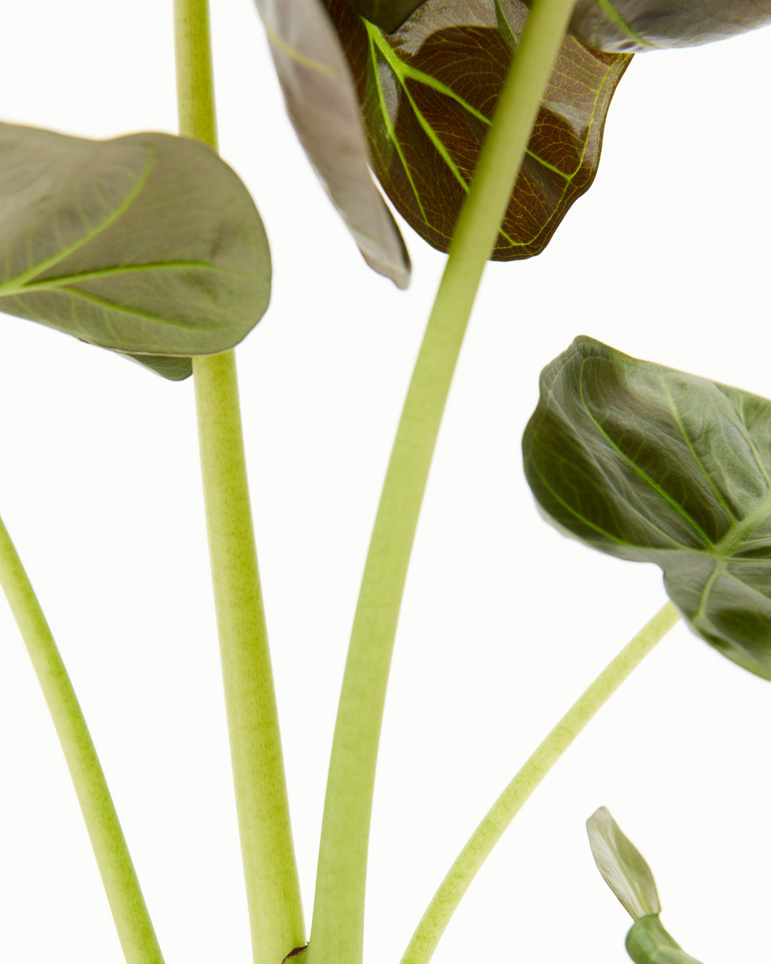 elephant ear plant with striped stem Alocasia Regal Shield | Elephant Ear Plant