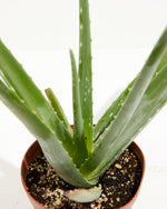 Aloe Vera Mini Plant 4-Pack Featured Image
