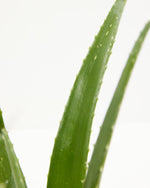 Aloe Vera Plant Featured Image