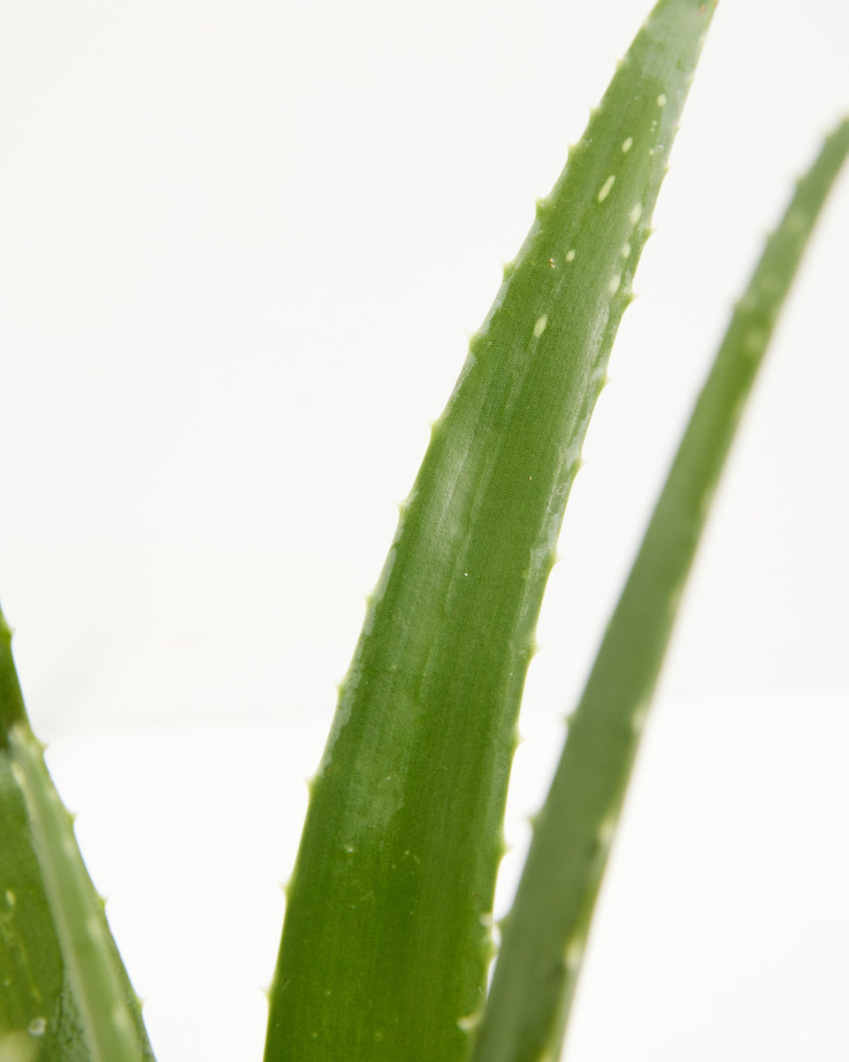 Aloe Vera Mini Plant 4-Pack Featured Image