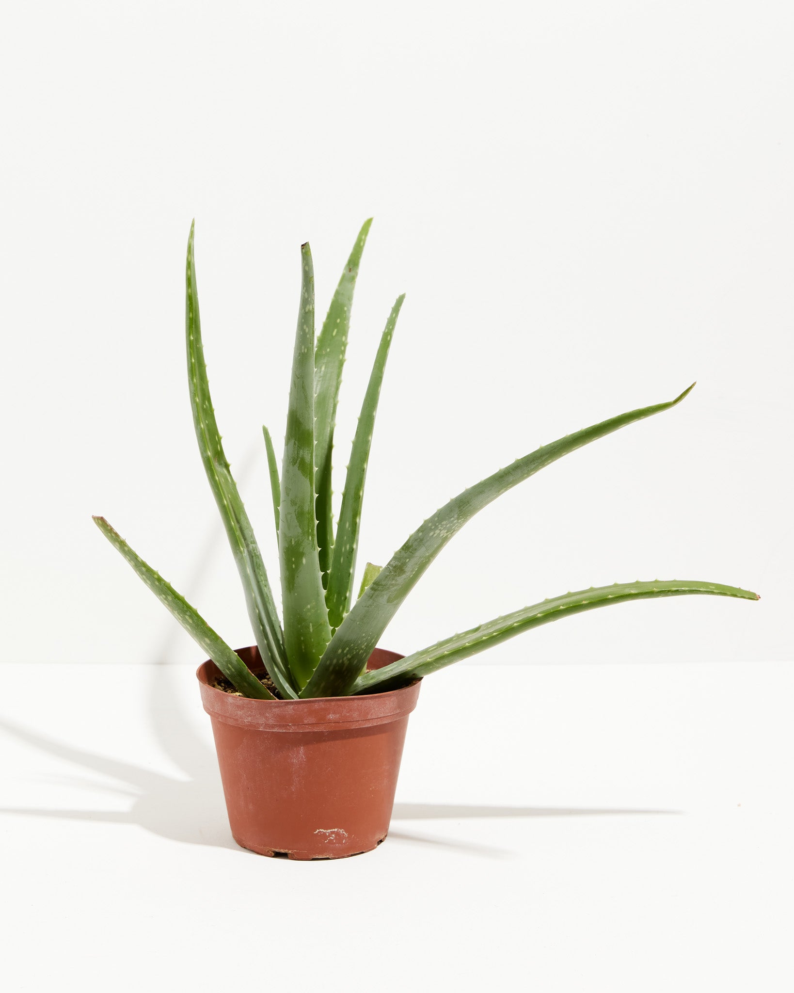 Aloe Vera Plant | Easy Care | Healing Plants | Root