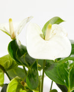 White Flamingo Flower Featured Image