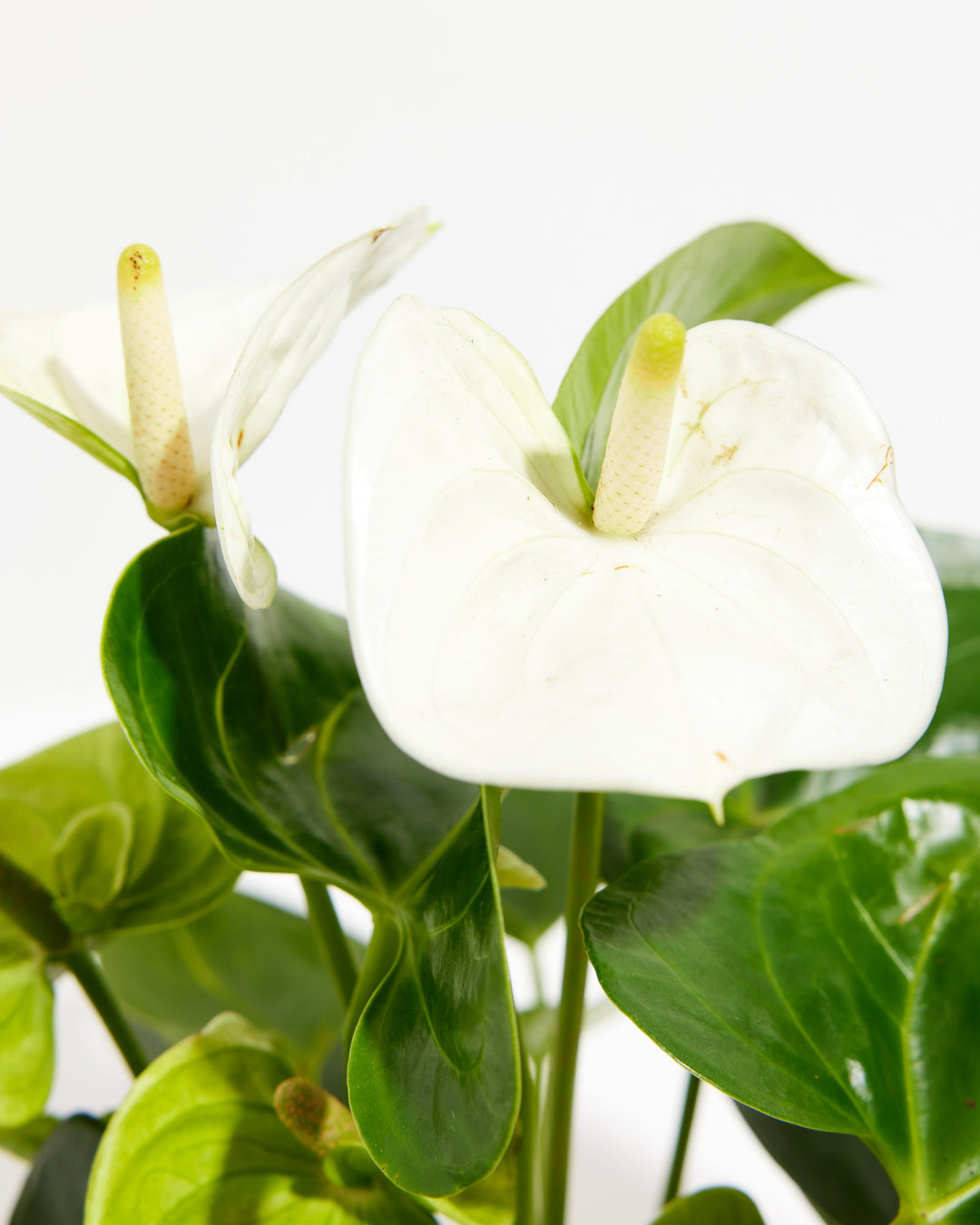 anthurium lily white White Anthurium | Flowering Plants